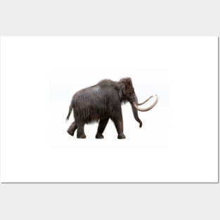 Woolly mammoth, illustration (C040/3147) Posters and Art